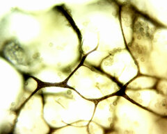 Cribraria argillacea