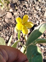 Senna confinis