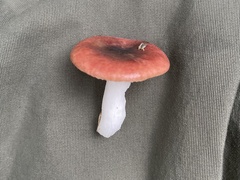 Russula paludosa