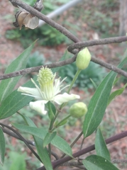 Clematis montevidensis