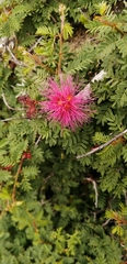 Calliandra