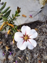 Adenandra uniflora