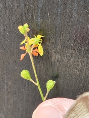 Galphimia angustifolia