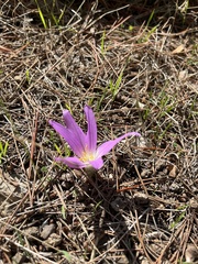Colchicum filifolium