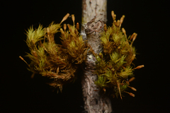 Orthotrichum columbicum