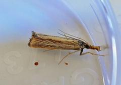 Agriphila vulgivagellus