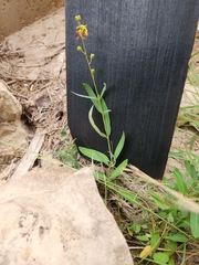 Galphimia angustifolia