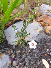 Adenandra uniflora