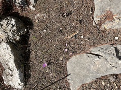 Colchicum filifolium