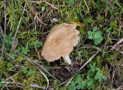Rhodocybe