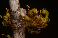 Orthotrichum columbicum