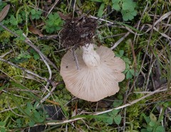Rhodocybe