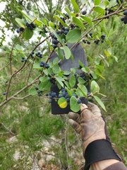 Forestiera reticulata