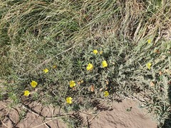 Verbascum