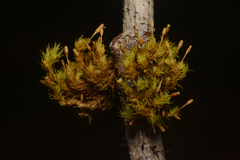 Orthotrichum columbicum
