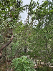 Forestiera reticulata