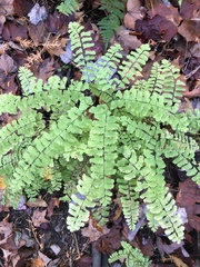 Adiantum pedatum