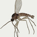 Corynoptera - Photo (c) Janet Graham, algunos derechos reservados (CC BY)