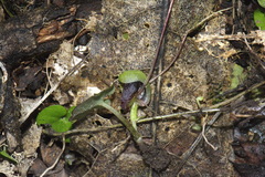 Corybas trilobus