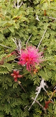 Calliandra