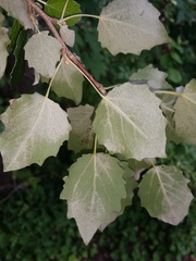 Populus × canescens