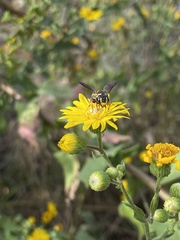 Dianthidium curvatum curvatum