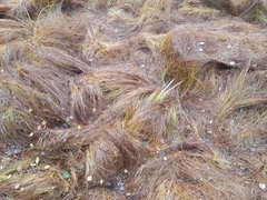 Carex brizoides
