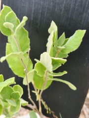Mandevilla macrosiphon