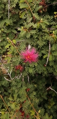 Calliandra