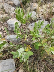 Mandevilla macrosiphon