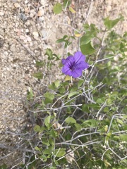 Ruellia californica