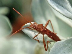 Burtinus notatipennis