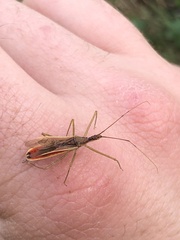 Zelus cervicalis