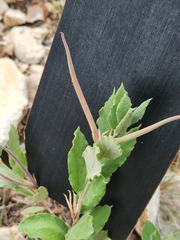 Mandevilla macrosiphon