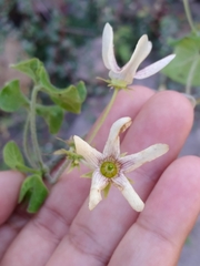 Polystemma cordifolium