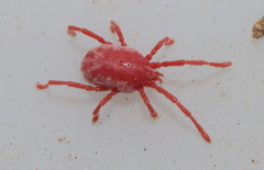 Erythraeidae