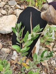 Mandevilla macrosiphon
