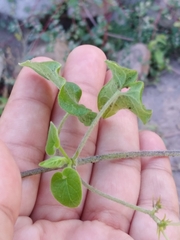 Polystemma cordifolium