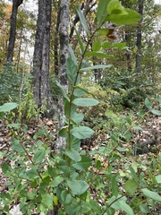 Lonicera fragrantissima
