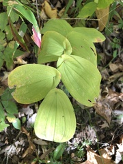 Uvularia grandiflora