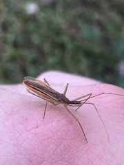 Zelus cervicalis