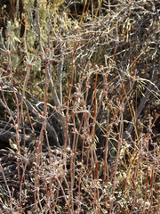 Eriogonum microtheca