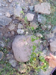 Polystemma cordifolium