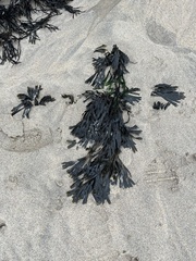 Fucus serratus