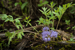 Hydrophyllum alpestre