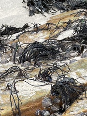 Fucus serratus