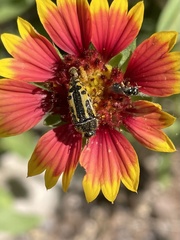 Acmaeodera scalaris