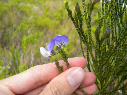 Image of Psoralea congesta by no rights reserved