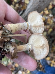 Armillaria gemina