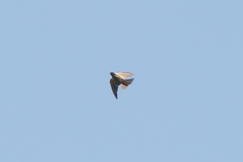 iNaturalist image